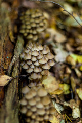 Vertical background with mushrooms growing on dead wood in the forest