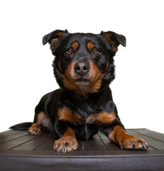 Obraz premium studio shot of a cute dog on an isolated background