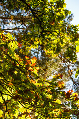 Green oak leaves turning red in autumn on branches