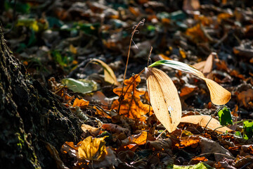 Dry autumn foliage on the ground in the forest and yellowing leaves of lily of the valley