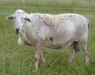 Sheep ram eating some grass