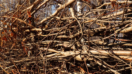 Close up of homemade fence made of tree branches. Media. Stack of thin chopped tree branches.