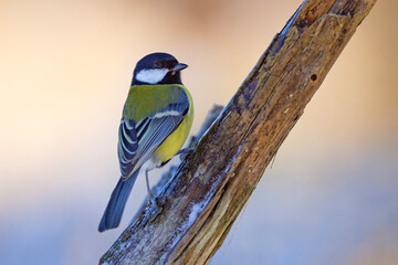 Sikora bogatka (Parus major) © Grzegorz