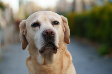 ラブラドールレトリバー labrador 大型犬