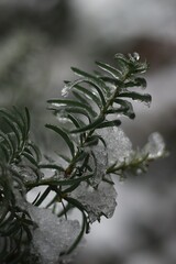 frozen pine branch. ice drops. ice. winter. cones on a coniferous branch. bumps. needles. cold. winter background.