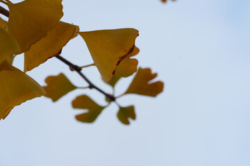 イチョウ 紅葉 公園