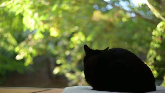 座布団に座る黒猫