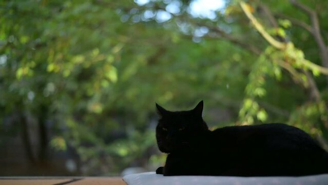 座布団に座る黒猫