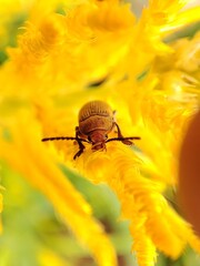 Macro shoot of beetle against blurred  yellow flower