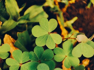 Clover leaf or Trifolium growth among the shrubs