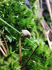 Macro shoot of green moss, bryophytes, growth on the pine bark.