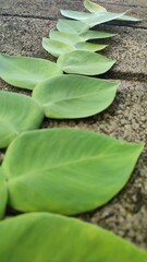 Ficus pumila, commonly known as the creeping fig or climbing fig leaves is creeping on the wall