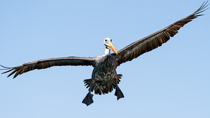 Pelicano volando