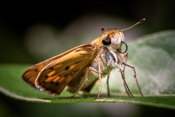 Closeup of an adorable Fiery Skipper (Hylephila phyleus) gently perched on a leaf,