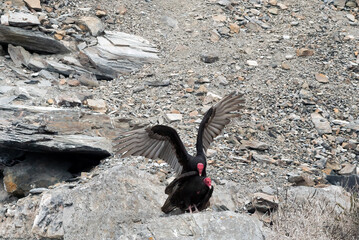 Buitre gallinazo cabeza roja