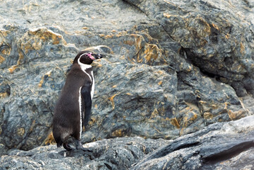 Pinguino de Humboldt parado