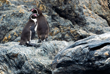 pareja de Pinguinos de Humboldt