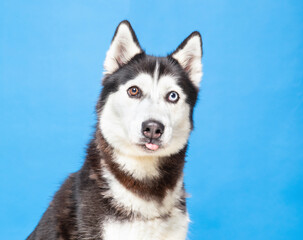 studio photo of a cute dog in front of an isolated background