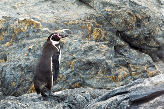 Pinguino de Humboldt parado