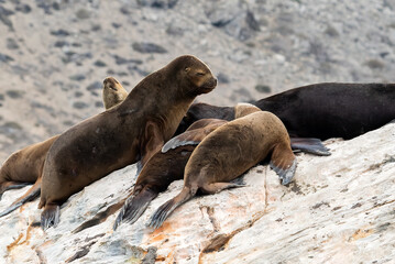 Fototapeta premium Lobo marino de dos pelos