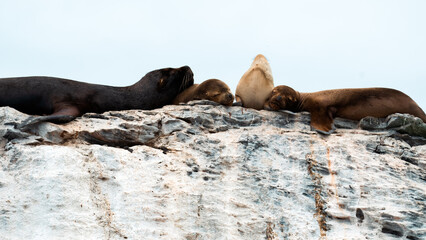 Fototapeta premium familia de lobos marinos