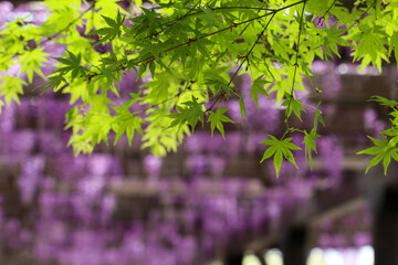 鳥羽水質保全センターの日本楓の若葉と藤の花 - obrazy, fototapety, plakaty