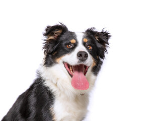 studio photo of a cute dog in front of an isolated background - 683593059