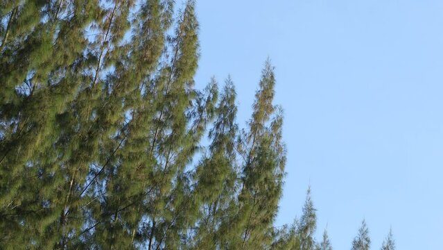 View of the Pine trees in the forest on a sunny day with trees swaying in the wind.