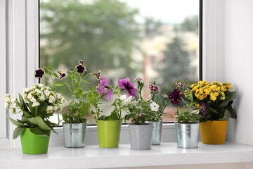 Different beautiful flowers in pots on windowsill indoors