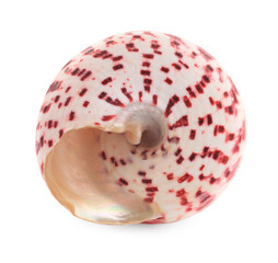 Beautiful seashell isolated on white. Beach object