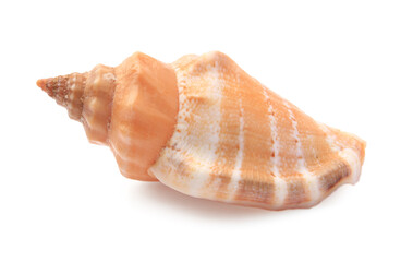 Beautiful seashell isolated on white. Beach object