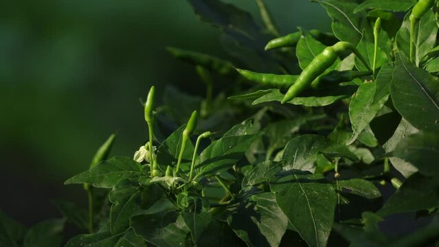 Close up of green Chilli peppers plant in the garden on dark background.