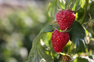 Red raspberries growing on bush outdoors, closeup. Space for text