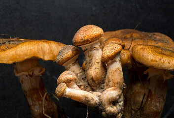 honey mushrooms for background close-up