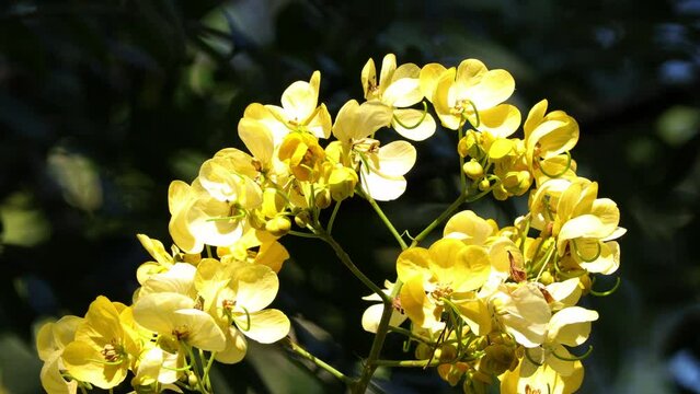 Close up of The flowers of the American Cassia (Senna spectabilis) in the garden. Flowers of Senna spectabilis on dark background.
