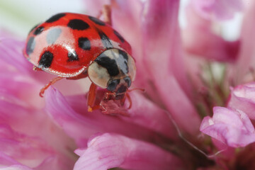 Red ladybug on pink flower, macro view