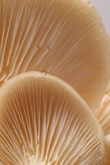 Macro view of fresh oyster mushrooms as background