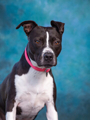 studio photo of a cute dog in front of an isolated background