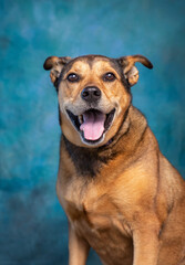 studio photo of a cute dog in front of an isolated background