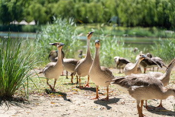 Wild geese walking outdoors watching poultry