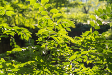Leaves light and shadow scenery