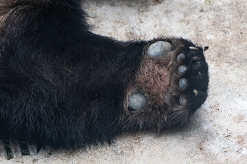 bear paw giant panda paw