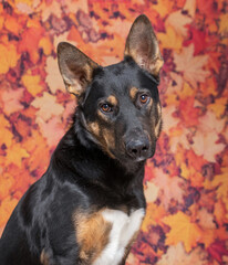 Cute photo of a dog in a studio shot on an isolated background