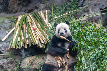 Giant panda lies on bamboo and looks for food. Panda eats bamboo shoots and eats bamboo.