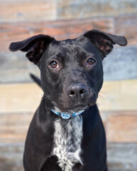 Cute photo of a dog in a studio shot on an isolated background