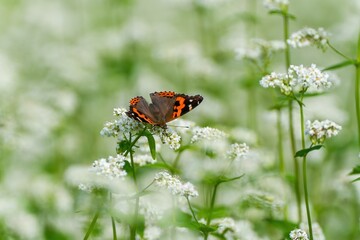 満開の白い蕎麦の花の蜜を吸うアカタテハ
