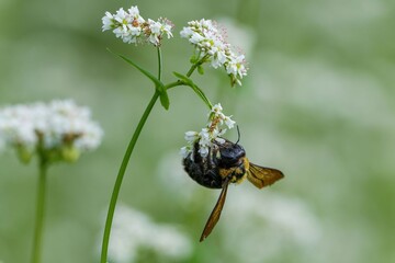満開の白い蕎麦の花の花粉を集めるタイワンタケクマバチ