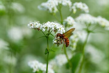 満開の白い蕎麦の花の蜜を吸うスズメバチ