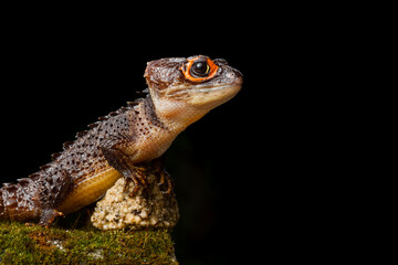 Red eyed crocodile skink (Tribolonotus Gracilis) animal closeup, kadal buaya bermata merah