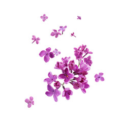 Beautiful lilac flowers falling on white background